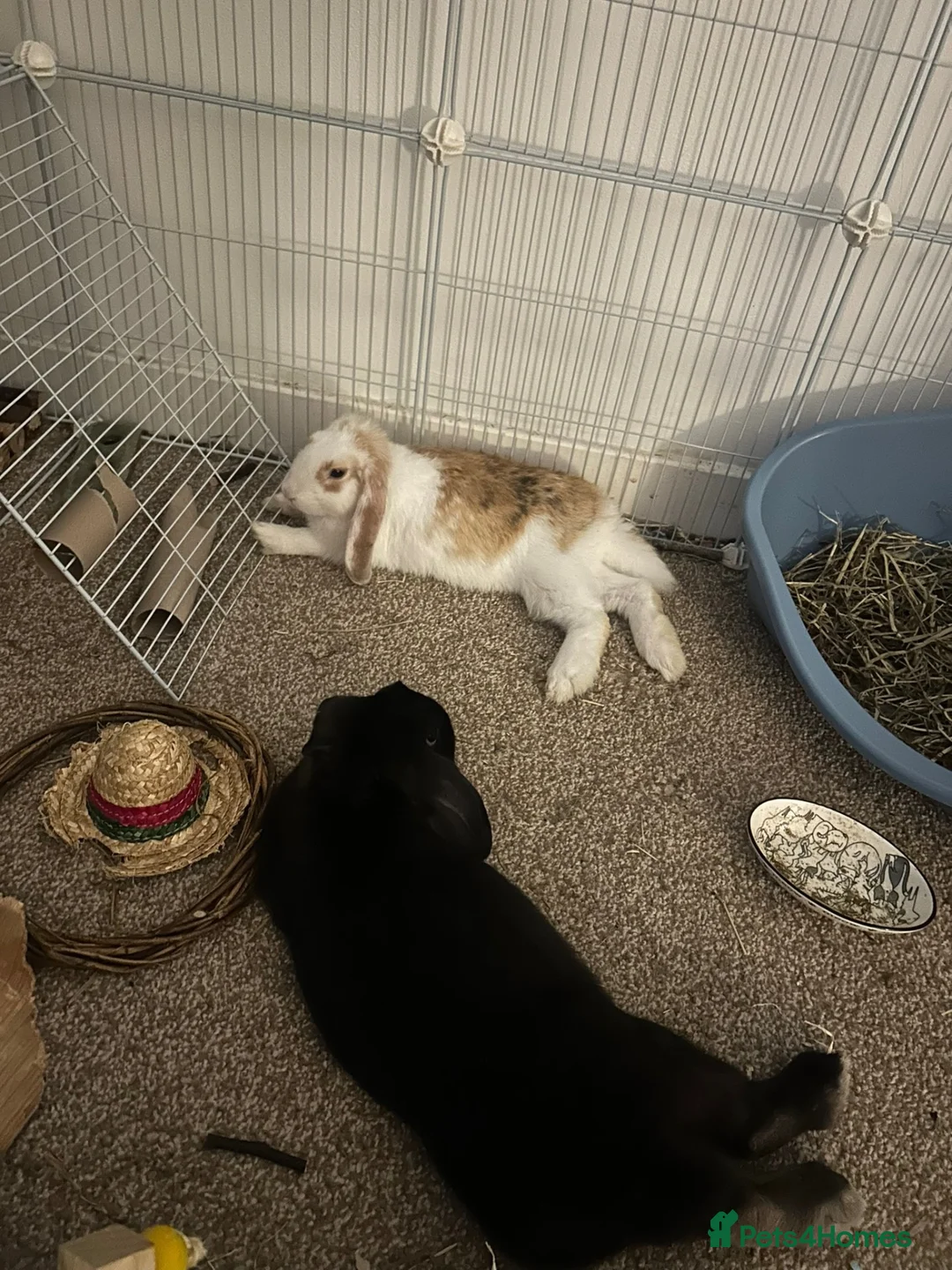 Mini Lop rabbits for sale: 🐰 Smudge & Bambi – bonded indoor pair 🤍 in Durham - Advert 2