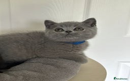 British Shorthair cats for sale: Gccf registered pedigrees kittens - Image 11