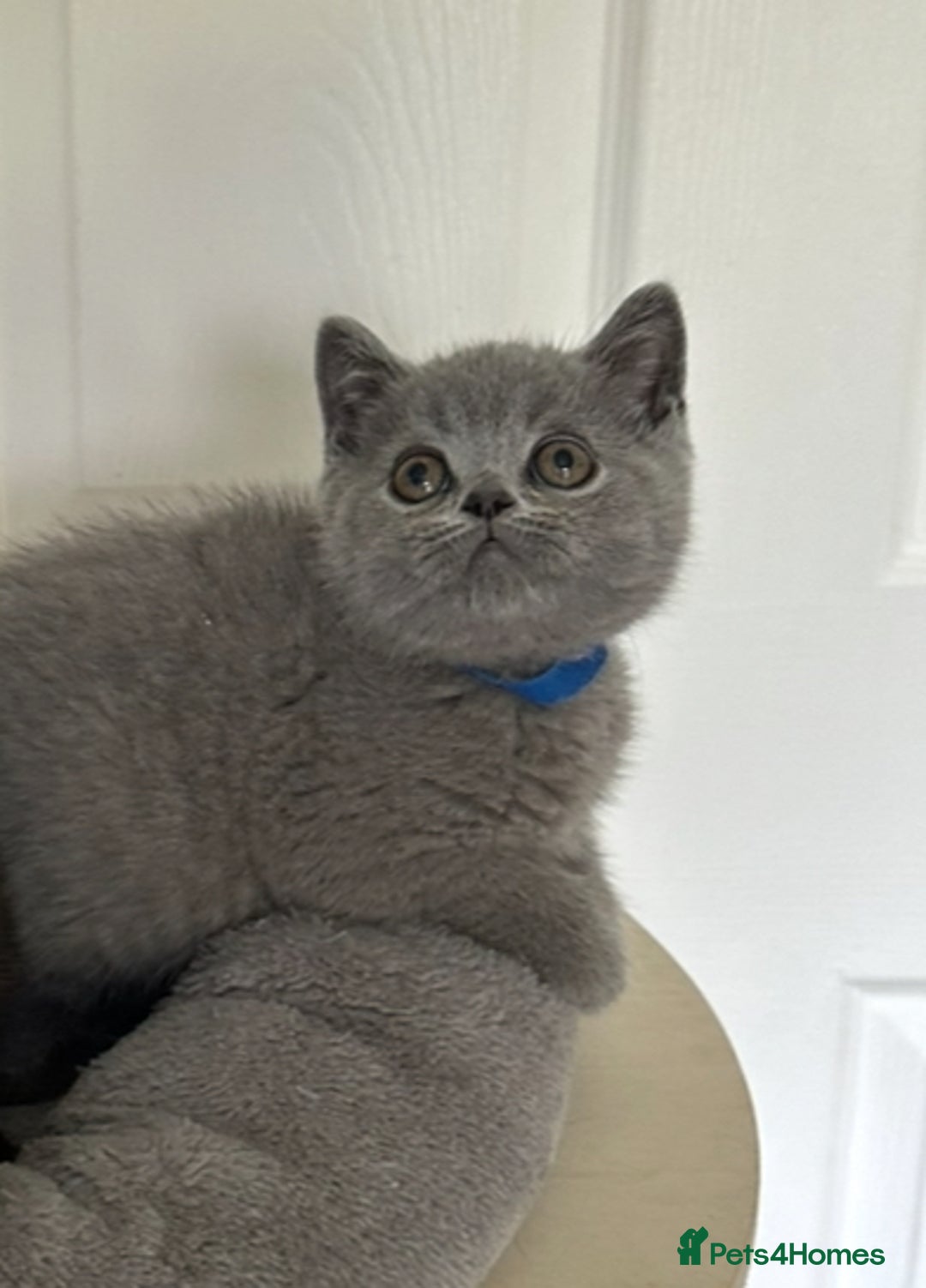 British Shorthair cats for sale: Gccf registered pedigrees kittens - Image 11