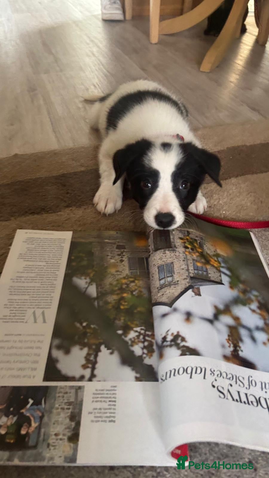 Border Collie dogs ✨ Last remaining border collie puppy ✨ - Advert 13