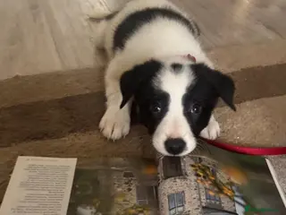 Border Collie dogs ✨ Last remaining border collie puppy ✨ - Advert 13