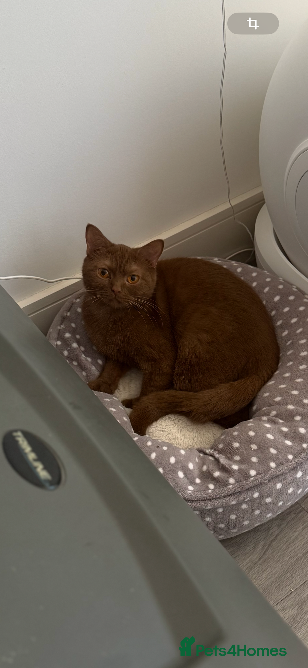 British Shorthair cats for sale: 🍫 Two Chocolate Girls British Shorthair Kittens🤎 - Image 4
