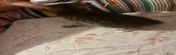 Mixed Breed cats for sale: Cute Mixed Breed Kittens Ready for Loving Homes - Advert 5