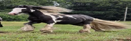 Irish Cob horses for sale: Cob Gelding  - Advert 7