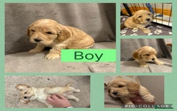 Cockapoo dogs for sale: Cockapoo puppies  - Image 3