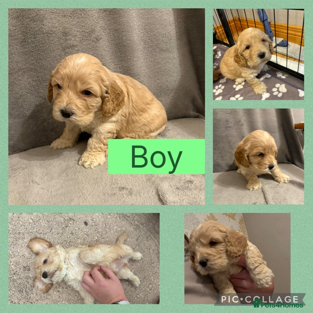 Cockapoo dogs for sale: Cockapoo puppies  - Image 3