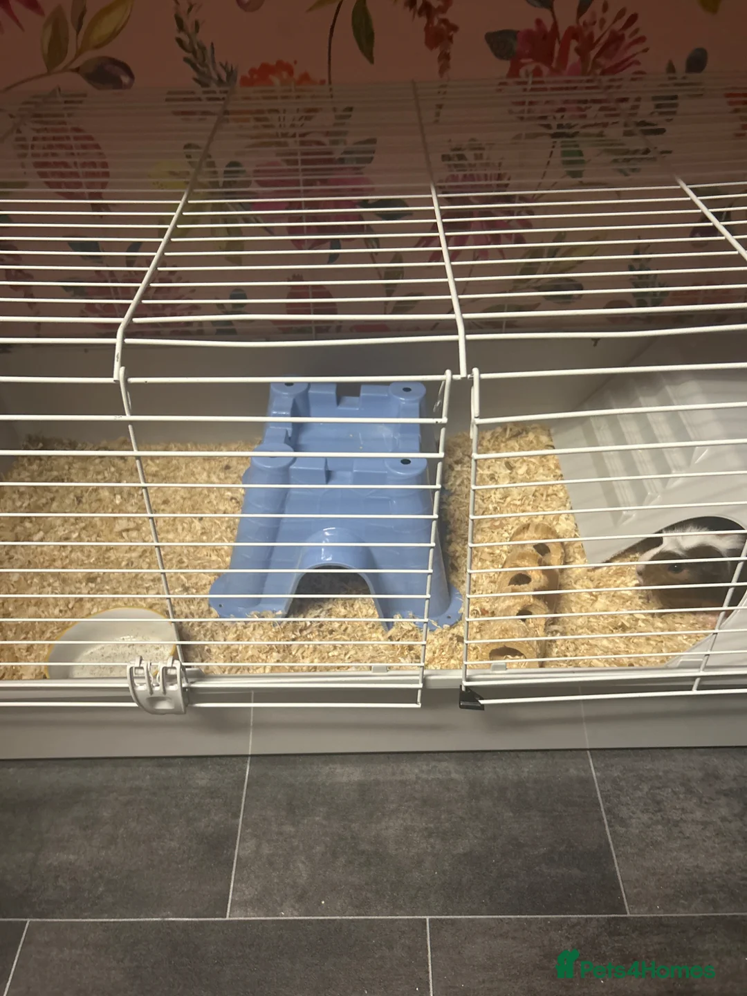 Guinea Pig rodents for sale: Guinea pigs  in Ellon - Advert 1