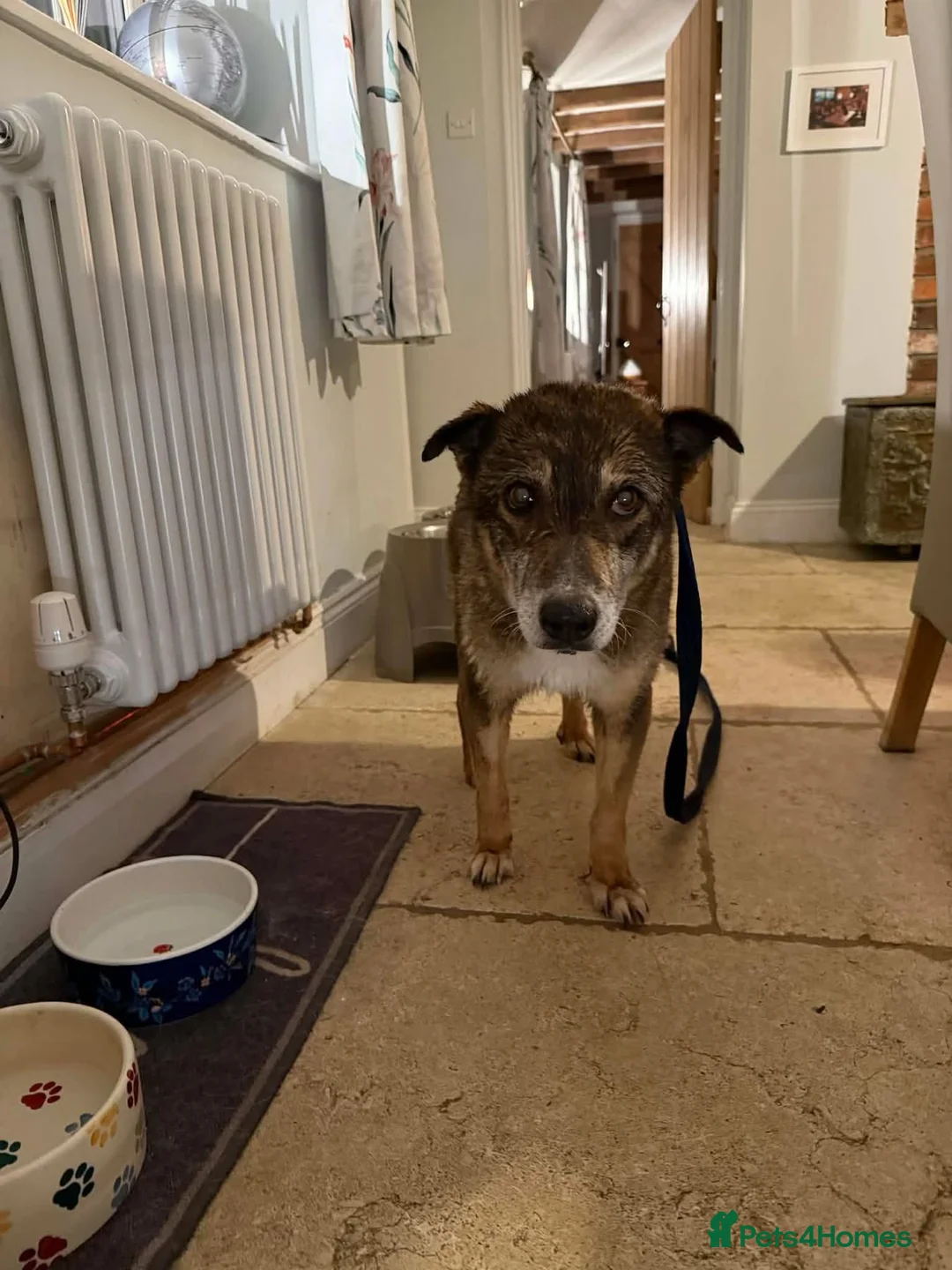 Mixed Breed dogs for adoption: Kathleen - Marleborough Wiltshire  in Marlborough - Advert 8