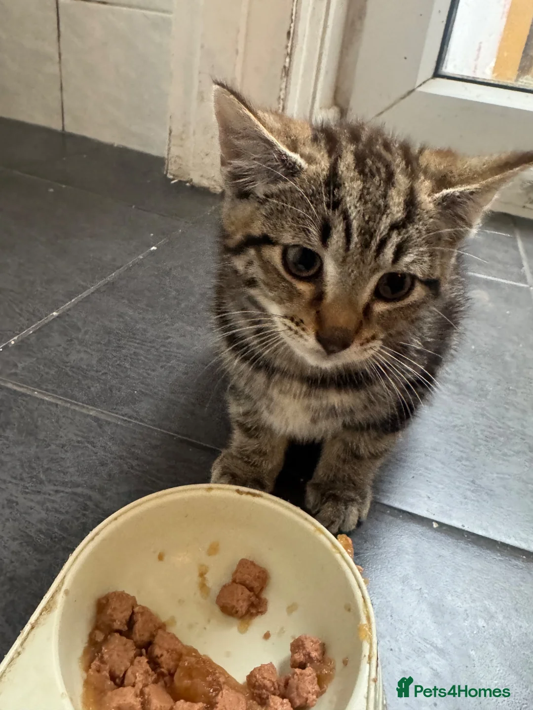 Mixed Breed cats for sale: Two 18weeks old Kittens ready for forever homes  - Advert 6