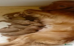 Cavapoo dogs for stud: Extensively Heath Tested Deep Red Min Poodle in Mansfield - Image 28