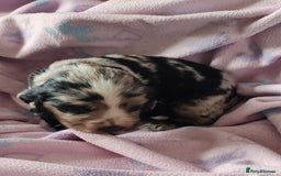 Sprocker dogs for sale: STRIKING SPROCKER SPANIEL PUPPIES  - Image 7