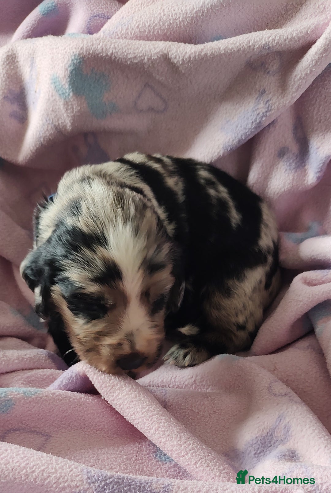 Sprocker dogs for sale: STRIKING SPROCKER SPANIEL PUPPIES  - Image 7