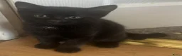 Mixed Breed cats for sale: 4 male kittens for sale - Advert 3