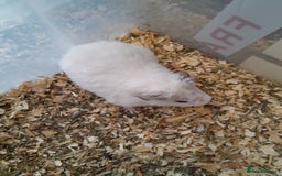 Guinea Pig rodents for sale: Pure bred Teddy babies A pair of boys and 1 girl. - Advert 4