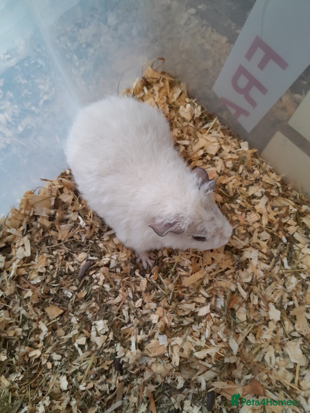 Guinea Pig rodents for sale: Pure bred Teddy babies A pair of boys and 1 girl. - Advert 4