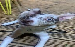 Border Collie dogs for sale: 6 month collie bitch for sale  - Image 1