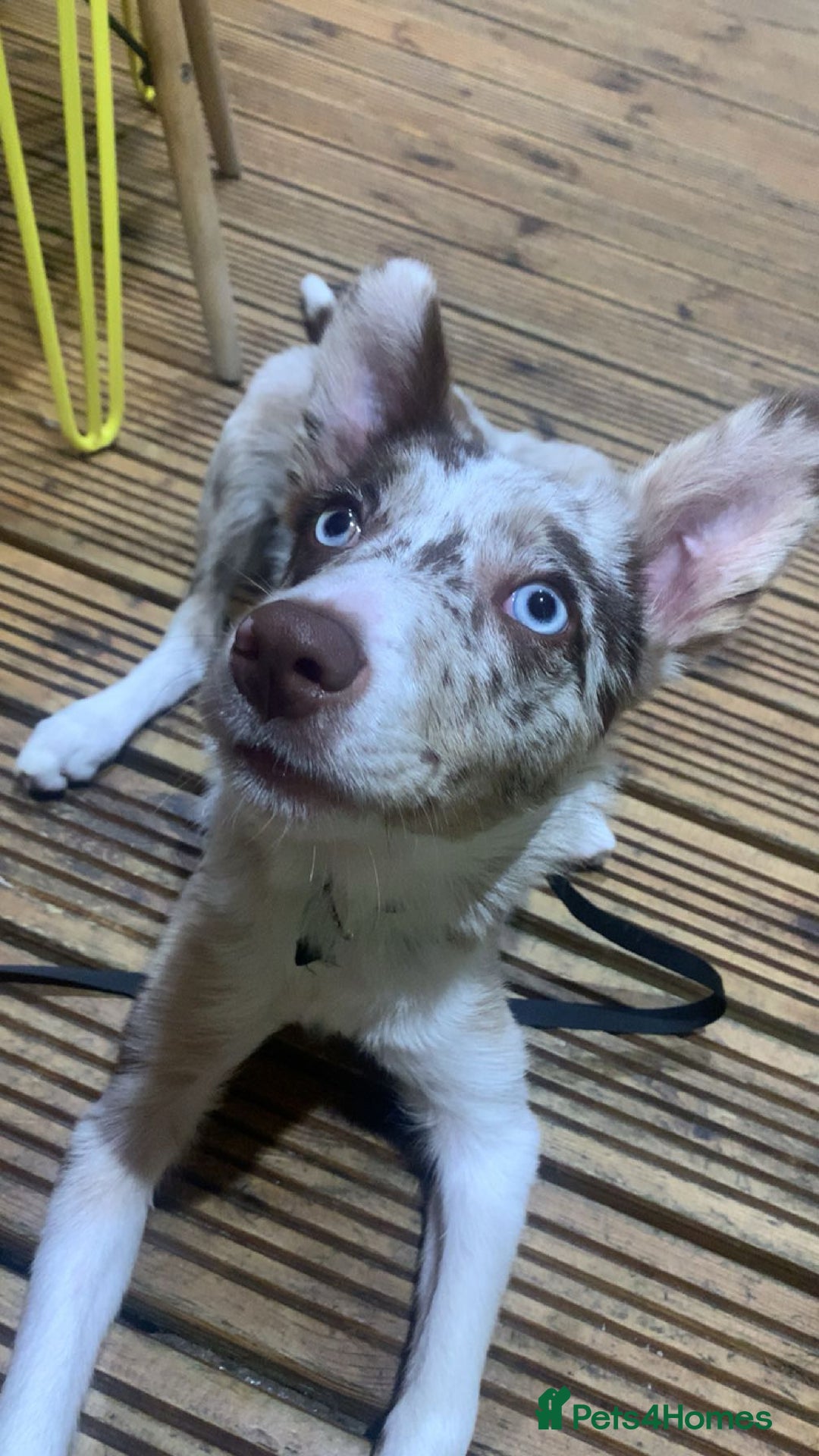 Border Collie dogs for sale: 6 month collie bitch for sale  - Image 1