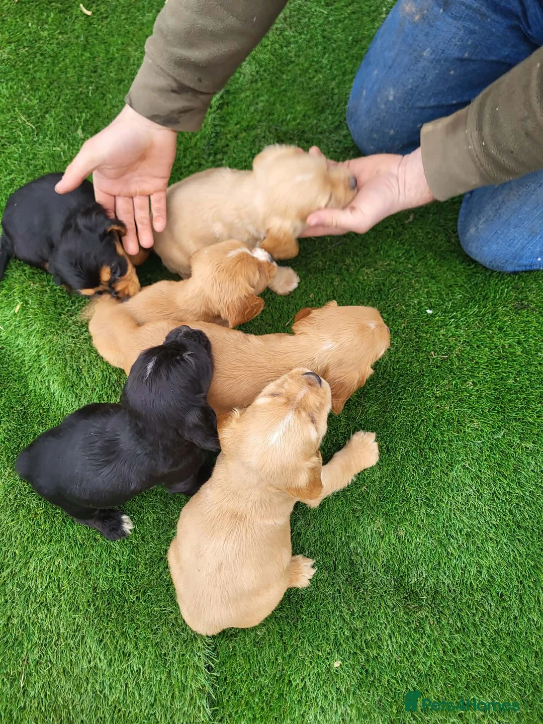 Cocker Spaniel dogs for sale: Cocker spaniel  - Advert 5
