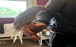 Ringnecks birds for sale: Hand tame clear tail ring neck - Image 2