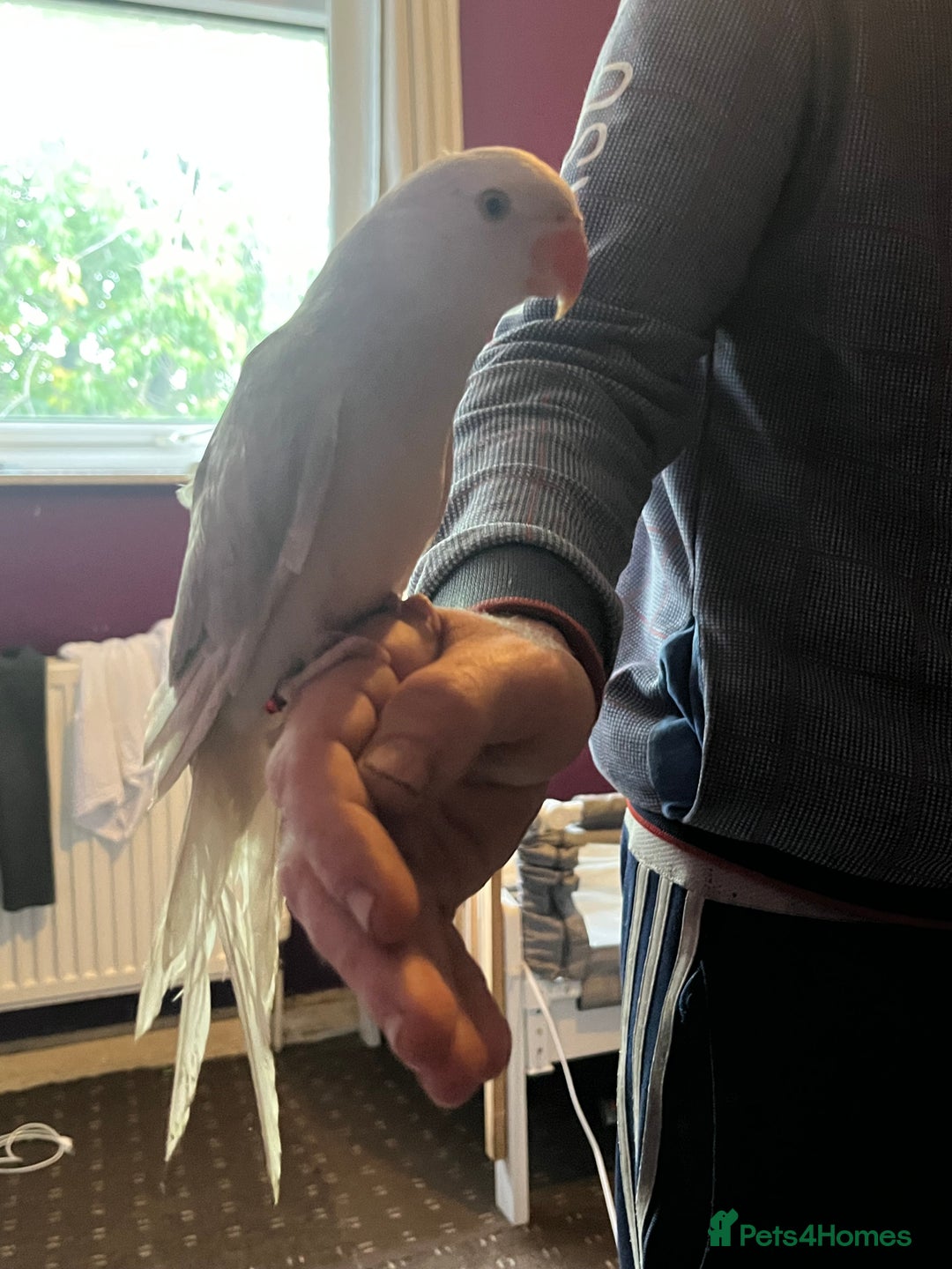 Ringnecks birds for sale: Hand tame clear tail ring neck - Image 2