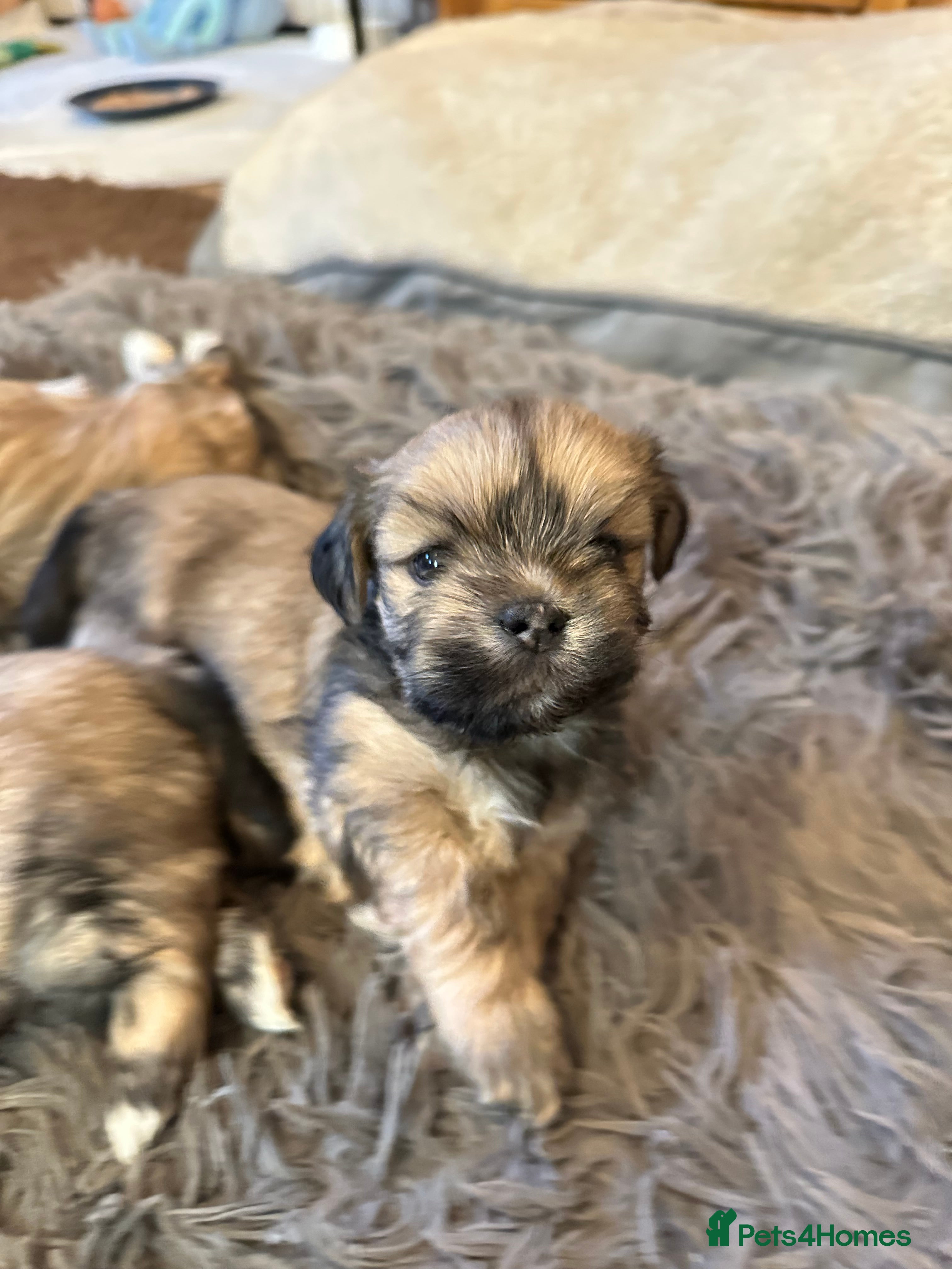 Lhasa Apso dogs Lhasa Apso pups for sale  - Advert 2