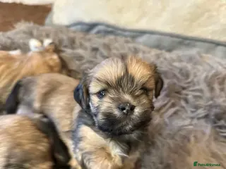 Lhasa Apso dogs Lhasa Apso pups for sale - Advert 8