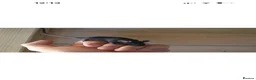 Mouse rodents for sale: Hereford Mice - Advert 7
