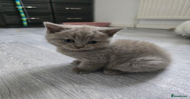 British Shorthair cats - Advert 2