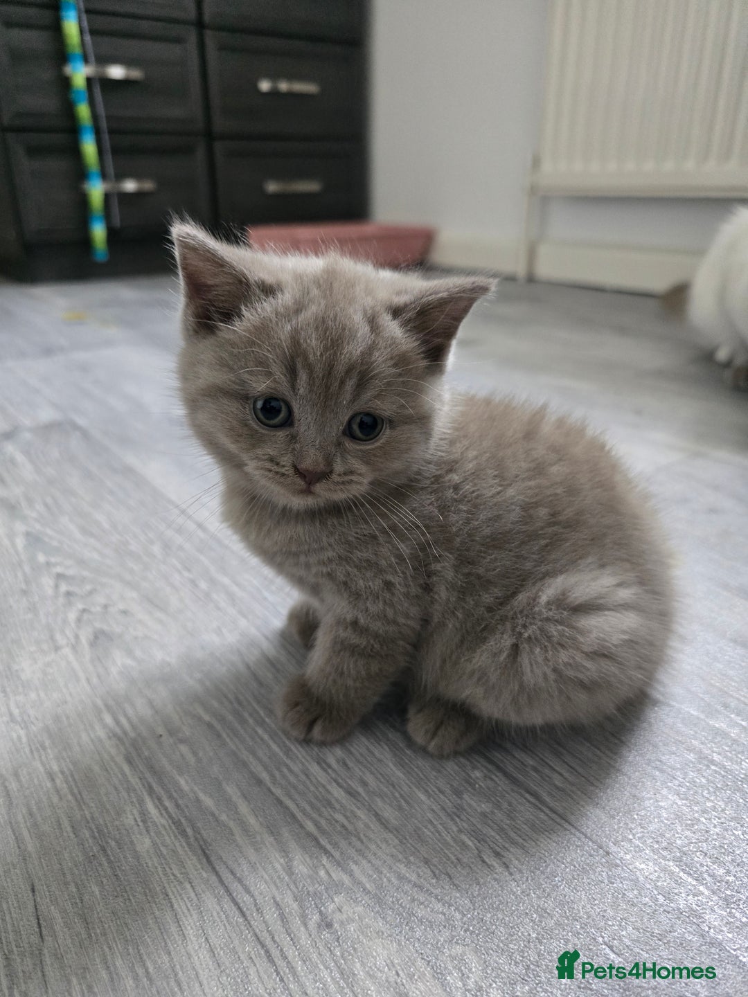 British Shorthair cats for sale: Tica registered British shorthair, ready now! - Image 4