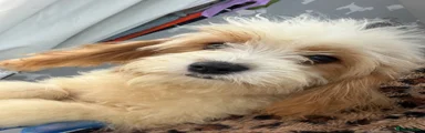 Cavapoo 1