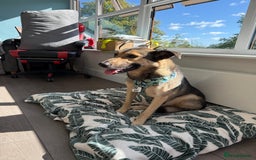 German Shepherd dogs for adoption: Wallie: Saved in the Final Moments - Image 6