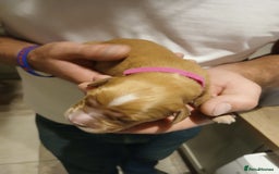 Golden Retriever dogs for sale: Fox Red Golden Retriever Puppies for sale - Image 7