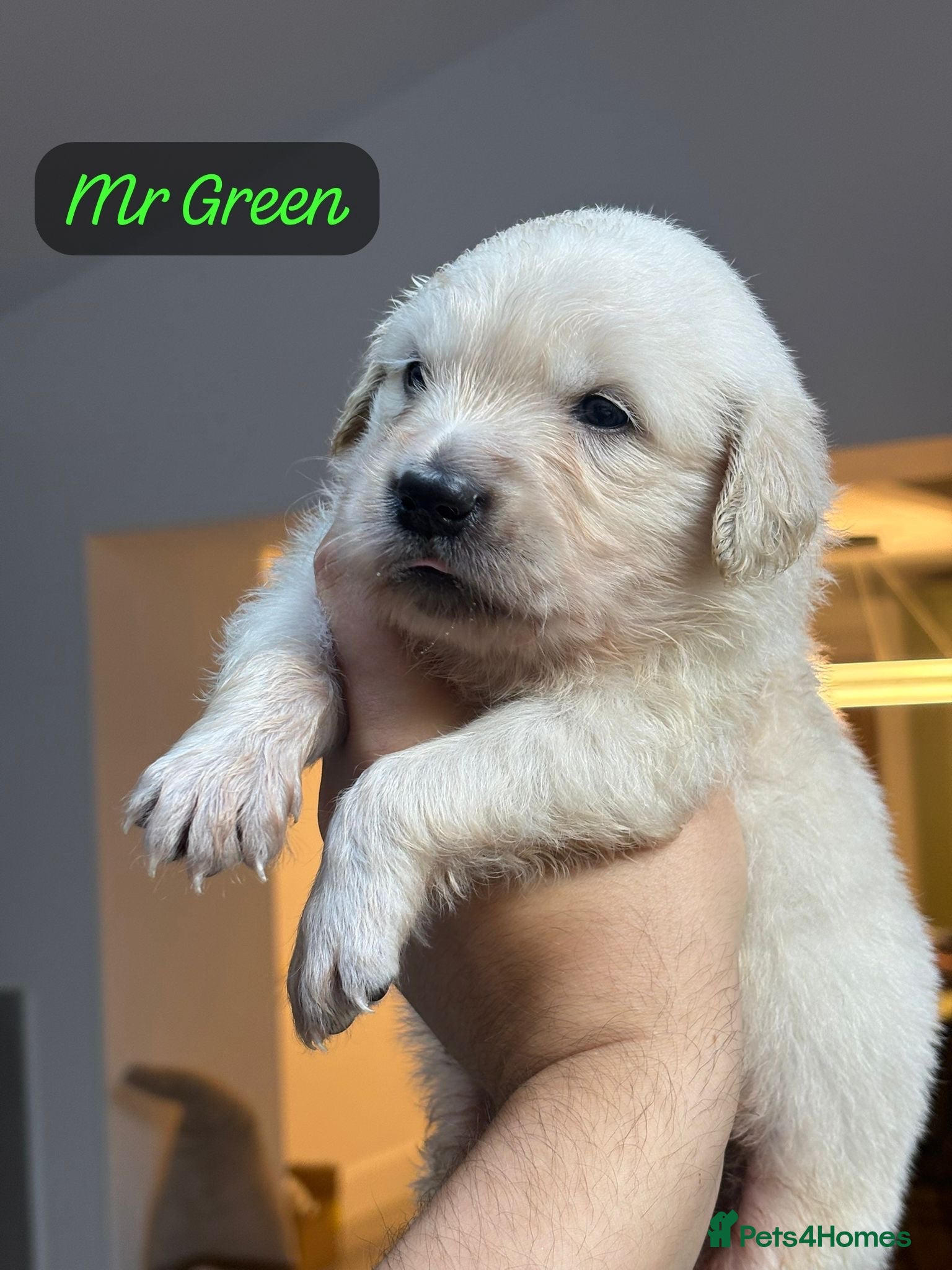 Golden Retriever dogs Behaviourist raised KC Reg Golden Retriever Pups - Advert 1