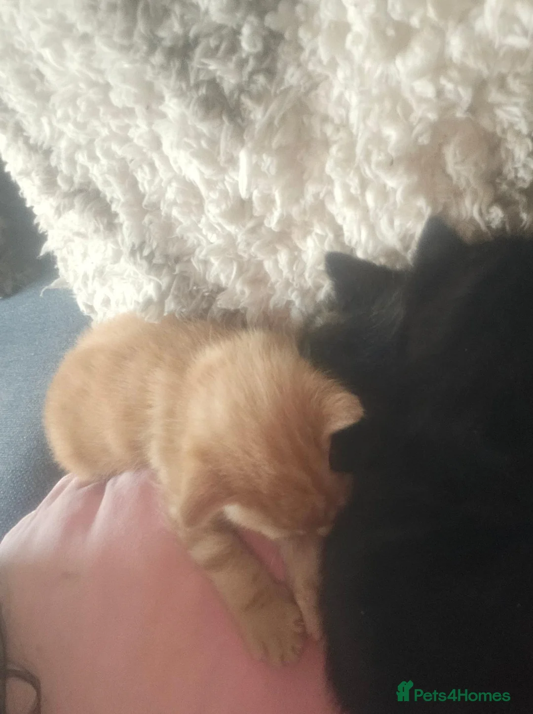 Mixed Breed cats for sale: 3 beautiful boy kittens ready to go. - Advert 6
