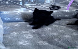 Bengal cats for sale: 4 tabby kittens ready from 20th September  - Image 5