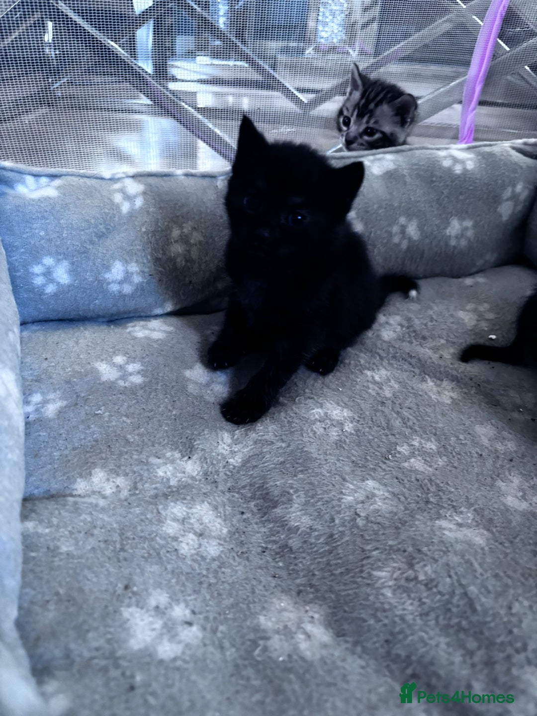 Bengal cats for sale: 4 tabby kittens ready from 20th September  - Image 5