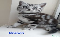 British Shorthair cats for sale: Ready to collect, Silver Tabby kittens  in Rochester - Image 17