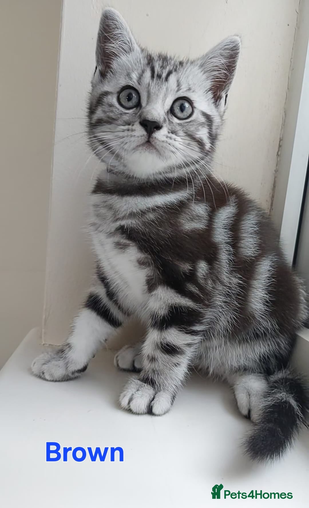 British Shorthair cats for sale: Ready to collect, Silver Tabby kittens  in Rochester - Image 17