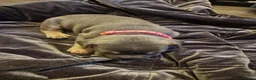 French Bulldog dogs for sale: French bulldog puppies  - Advert 3