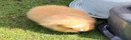Guinea Pig rodents for sale: Swiss & Peruvians baby’s available  - Advert 5