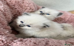 Ragdoll cats for sale: Stunning Bluepoint Ragdoll Kittens for sale - Image 9