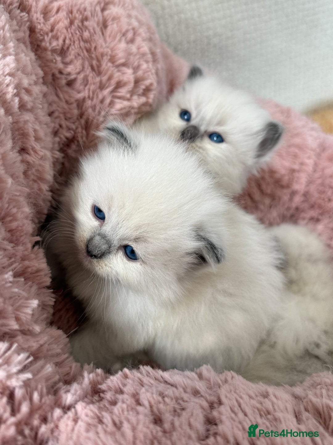 Ragdoll cats for sale: Stunning Bluepoint Ragdoll Kittens for sale - Image 9