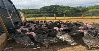 Turkeys poultry - Advert 15