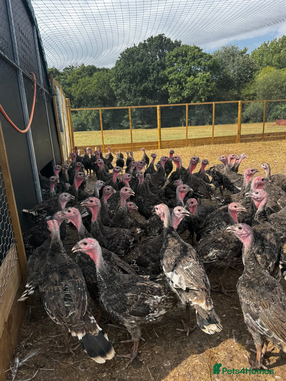 Turkeys poultry for sale: Bronze Turkeys  - Image 2
