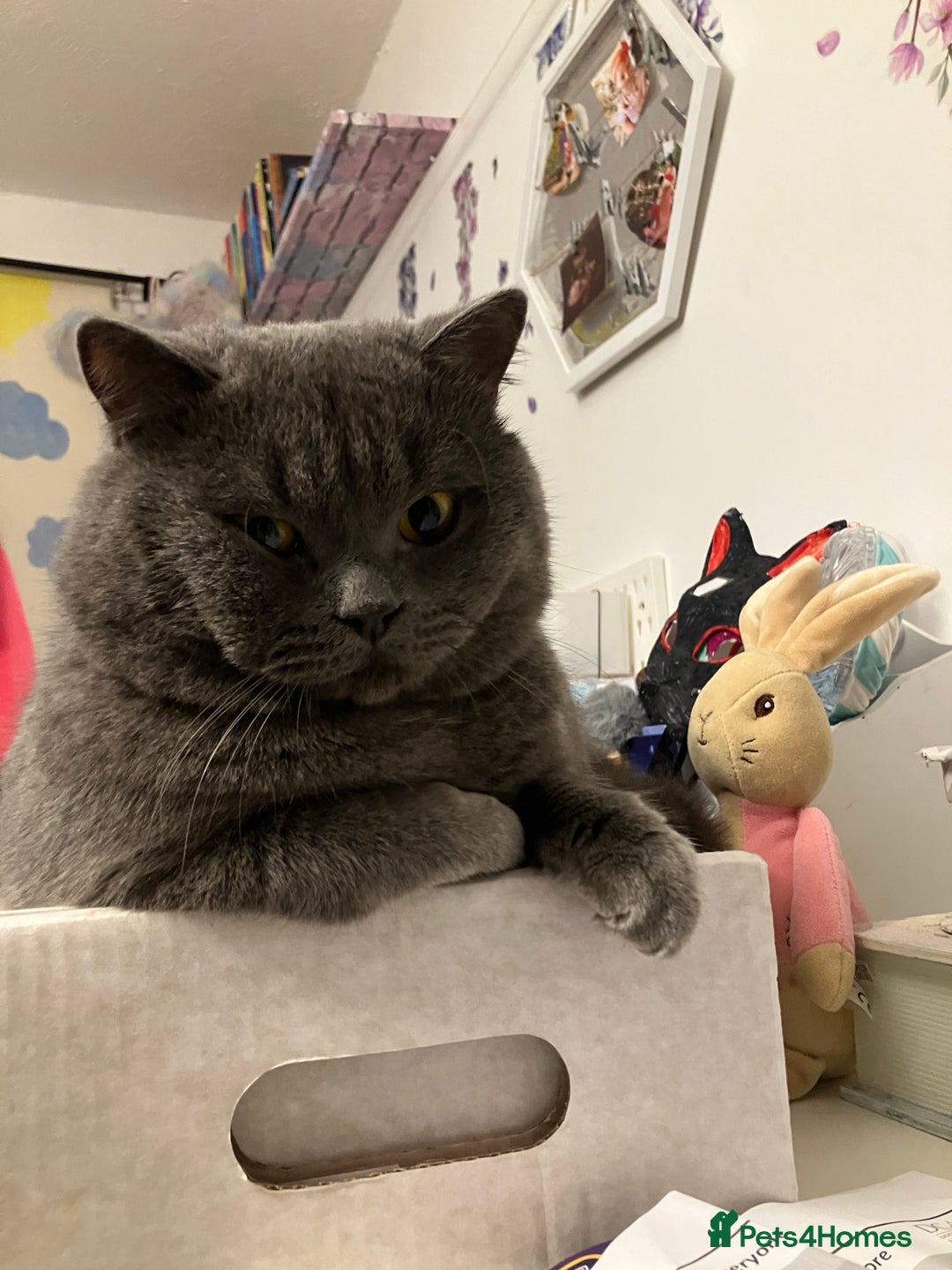 British Shorthair cats for stud: 🩵 British shorthair 🩵 - Advert 4