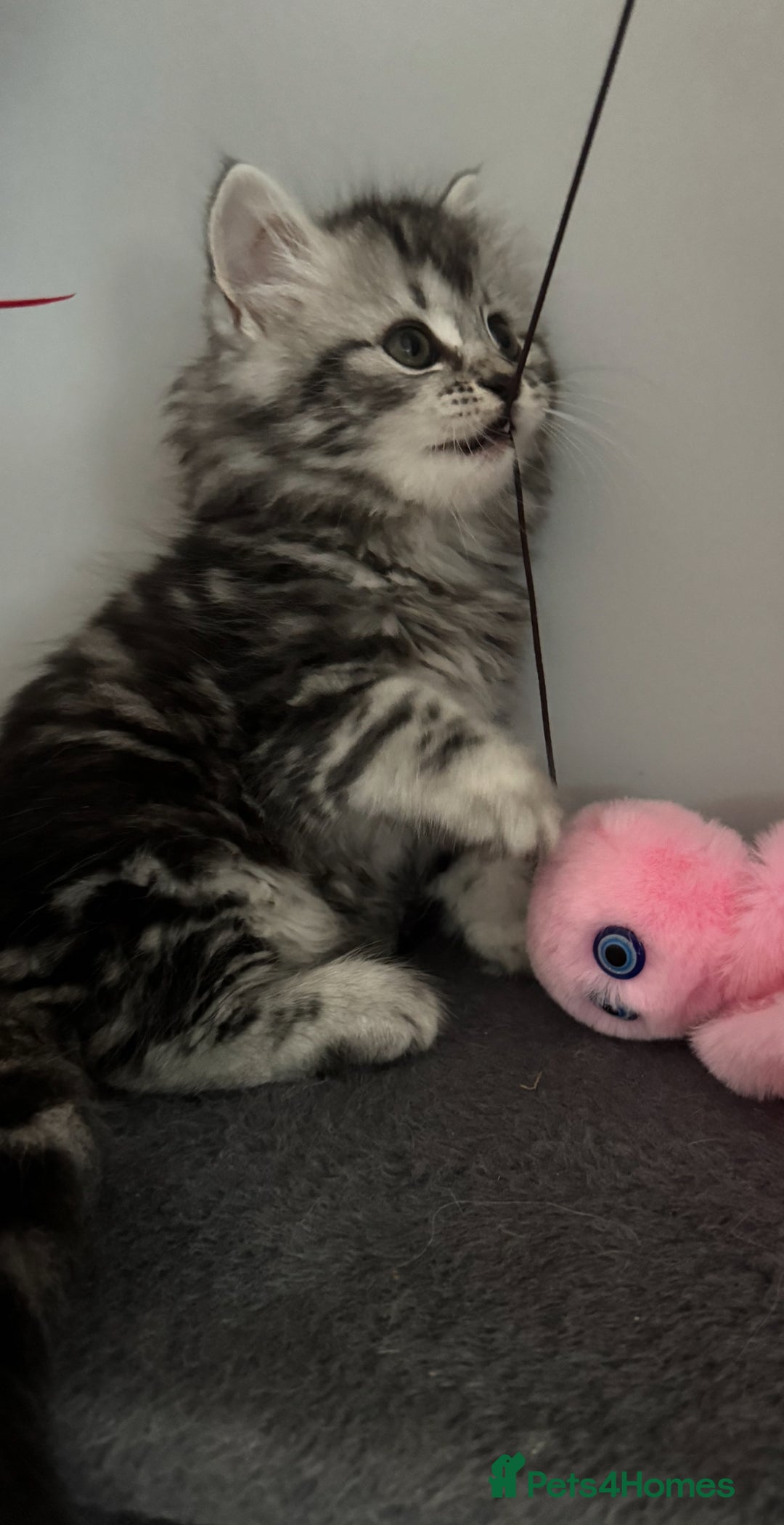 Mixed Breed cats for sale: Maine coon x Persian  - Image 15