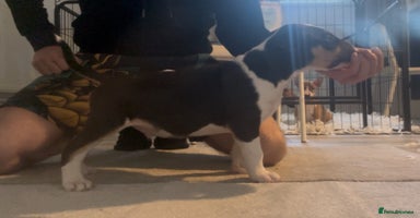 English Bull Terrier dogs - Advert 15