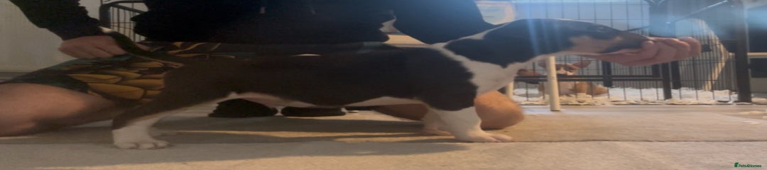 English Bull Terrier Puppy 1
