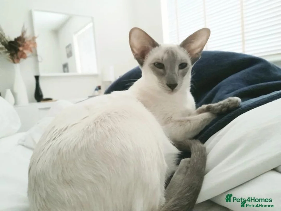 Siamese cats for sale: Siamese Oriental kittens superb pedigree GCCF  - Image 25