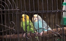 Budgerigars birds for sale: Budgies for sale - Image 3